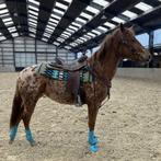 Molly uitzonderlijke merrie, Dieren en Toebehoren, Paarden, Minder dan 160 cm, Zadelmak, 3 tot 6 jaar, Westernpaard