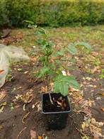 walnoot boompje, Tuin en Terras, Ophalen