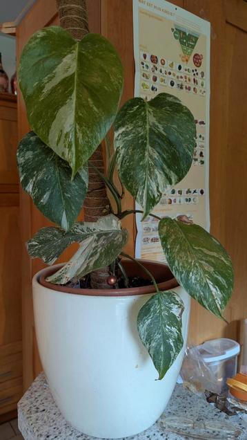 monstera variegata wit in het blad, Autres espèces, Ombre complète, En pot, Moins de 100 cm