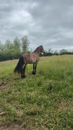 Adoptie paard/pony gezocht, Dieren en Toebehoren
