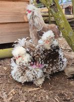 Broedeieren mottled usa zijdehoenders sierkippen zijdehoen, Dieren en Toebehoren, Pluimvee, Kip