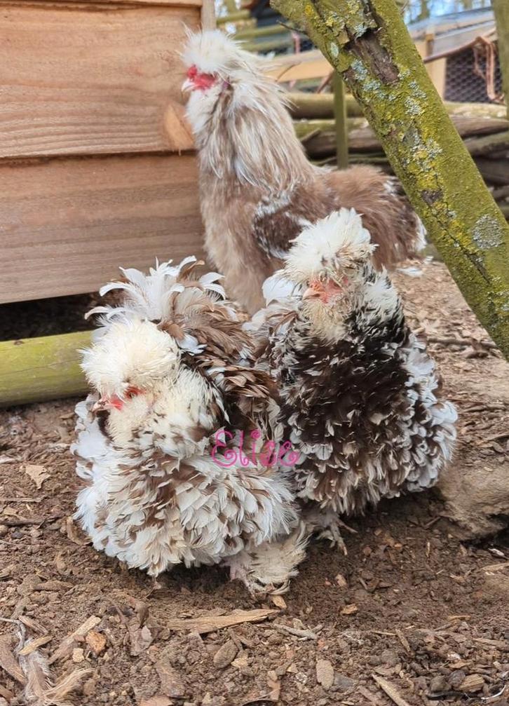 Broedeieren mottled usa zijdehoenders sierkippen zijdehoen, Dieren en Toebehoren, Pluimvee, Kip