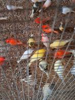 Kanaries rood vetstof 25euro stuk, Dieren en Toebehoren, Vogels | Kanaries