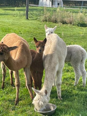 Mooie, lieve alpaca's te koop, ideaal pedagogische boerderij beschikbaar voor biedingen