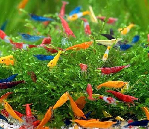 L'expédition : mélanger 50 belles crevettes à l'eau du robin, Animaux & Accessoires, Poissons | Poissons d'aquarium