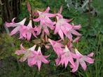 amaryllis belladonna bloembollen, Enlèvement