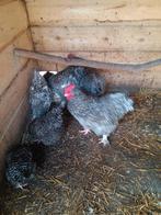 Mechelse koekoek haan, Dieren en Toebehoren, Pluimvee