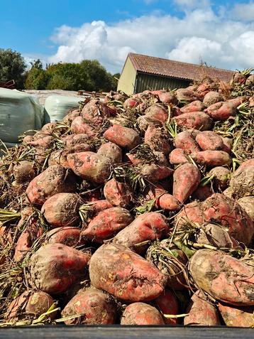 Voederbieten beschikbaar voor biedingen