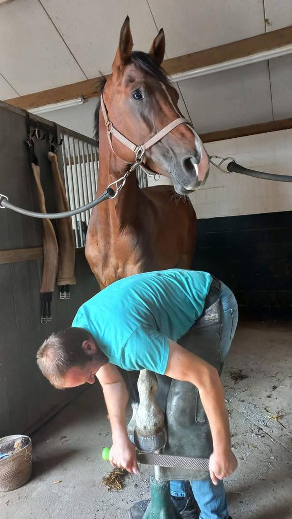 Bekappen van paarden, Dieren en Toebehoren, Stalling en Weidegang