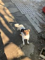 Te koop boerefox teefjes zoekt een nieuwe thuis, Dieren en Toebehoren, Honden | Jack Russells en Terriërs, CDV (hondenziekte)