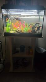 Aquarium, Dieren en Toebehoren, Ophalen