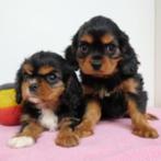 Cavalier King Charles - Belgisch pups te koop, Dieren en Toebehoren, Honden | Retrievers, Spaniëls en Waterhonden, CDV (hondenziekte)