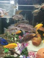 Cichlidés Malawi femelles, Animaux & Accessoires, Poissons | Poissons d'aquarium