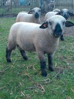 Ramlammeren hampshire down