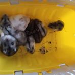 Nestje dwerg hamsters te koop, Dieren en Toebehoren, Knaagdieren, September, Meerdere dieren, Hamster