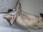 Britse korthaar kittens, Dieren en Toebehoren, Meerdere dieren, Gechipt, 0 tot 2 jaar