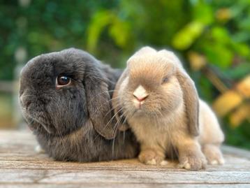 Zeer mooi lief koppel KNUFFEL Minilopjes geënt + gecastreerd beschikbaar voor biedingen