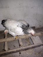 Poule brahma, Animaux & Accessoires, Femelle, Poule ou poulet