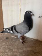jonge duif zware fond ras jelle jellema, Dieren en Toebehoren