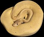 0.1 ball python - banana cinnamon pinstripe mojave, Slang, Tam, 3 tot 6 jaar