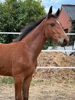 Mooi groot sterk merrie veulen, Dieren en Toebehoren, Paarden, Merrie, Z, Gechipt