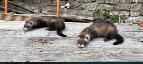 Jeunes furets femelles, Dieren en Toebehoren, Knaagdieren, Vrouwelijk, Fret, Mei, Tam