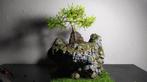 Juniperus bonsai + handgemaakte pot, Tuin en Terras, Planten | Tuinplanten, Ophalen