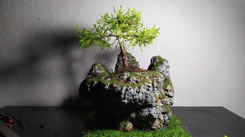 bonsai Juniperus + pot fait main, Jardin & Terrasse, Plantes | Jardin, Enlèvement