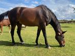Paarden, Dieren en Toebehoren, Gechipt, Ruin, M, Dressuurpaard