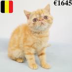 Chatons exotiques à poil court (belges), Animaux & Accessoires, Chat, Vermifugé, 0 à 2 ans