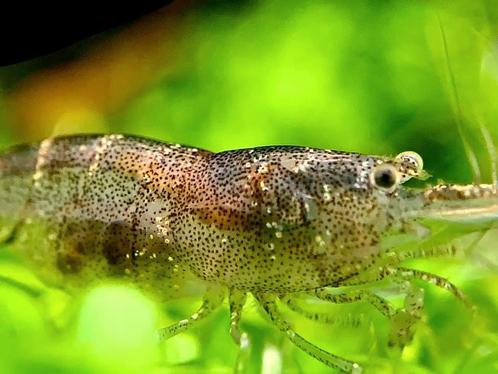 Caridina parvidentata - mini japonica, Dieren en Toebehoren, Vissen | Aquariumvissen