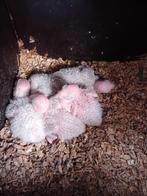 5 pyrhurra jongen uit blok, Dieren en Toebehoren, Vogels | Parkieten en Papegaaien