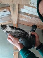 Postduiven Jan Aarden 100%, Dieren en Toebehoren, Meerdere dieren, Postduif