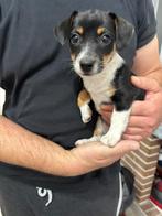 Jack Russel pups, Dieren en Toebehoren, Honden | Jack Russells en Terriërs, België, Fokker | Hobbymatig, Jack Russell Terriër