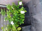 2 grote bloembakken met witte hortensias, Tuin en Terras, Ophalen