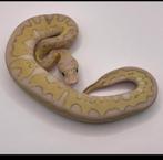 Koningspython. Ball python, Animaux & Accessoires, Reptiles & Amphibiens, Serpent, 0 à 2 ans