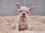 Franse bulldog, Dieren en Toebehoren, Honden | Bulldogs, Pinschers en Molossers, België, Fokker | Hobbymatig, CDV (hondenziekte)