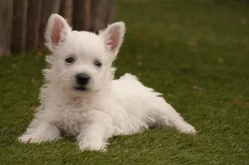 Prachtige West highland white terriër pups (westie, westy) beschikbaar voor biedingen