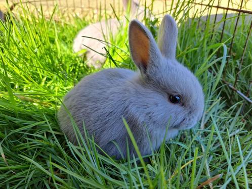 Parelgrijs Van Halle, Dieren en Toebehoren, Konijnen, Klein, Meerdere dieren, 0 tot 2 jaar