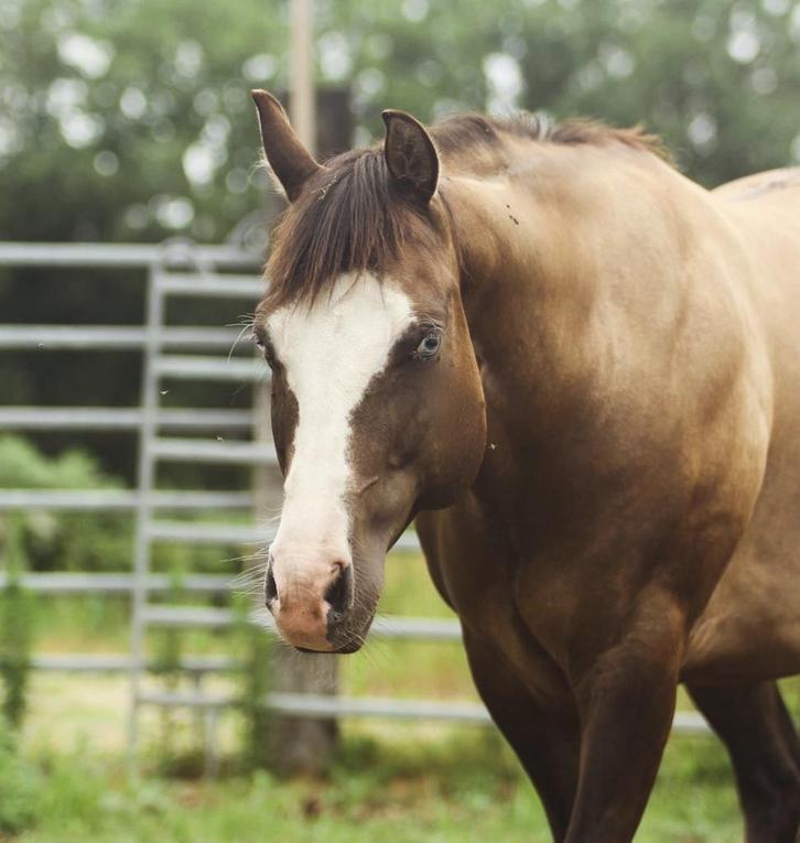 Splash Paint Horse hengst ter dekking, Dieren en Toebehoren, Paarden, Hengst, Niet van toepassing, Minder dan 160 cm, Westernpaard