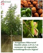 OKKERNOTELAARS (VUISTNOTEN) ACTIE !!! HALFSTAM 15€/STUK !!!, Tuin en Terras, Planten | Tuinplanten, Ophalen, Volle zon, Vaste plant