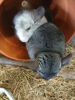Jonge chinchilla's - mannetjes, Dieren en Toebehoren, Knaagdieren, Chinchilla, Juni, Mannelijk, Tam