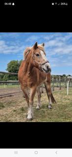 Brave haflinger merrie 23 jr, Dieren en Toebehoren, Merrie, Minder dan 160 cm, Niet van toepassing, 11 jaar of ouder