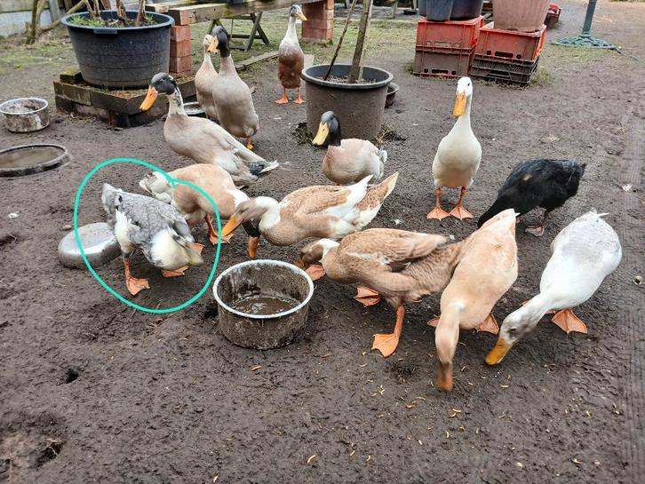 Indische loopeenden 3 vrouwtje + mannetje, Dieren en Toebehoren, Pluimvee, Eend, Meerdere dieren
