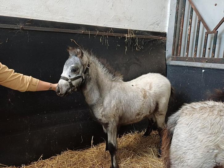 Fewspot apeloosa  veulen, Dieren en Toebehoren, Paarden