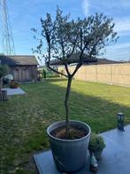 Olijfboom, Tuin en Terras, Ophalen, Halfschaduw, Olijfboom, 100 tot 250 cm