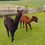 twee drachtige alpaca merries, Dieren en Toebehoren, Overige Dieren