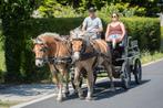 Mooi, jong koppel haflingers, Dieren en Toebehoren