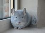 chinchilla in div kleuren, Dieren en Toebehoren, Knaagdieren, Meerdere dieren, Chinchilla