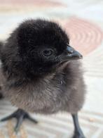 poussins ayam cemani, Sexe inconnu, Poule ou poulet